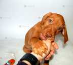 Венгерская выжла. - 2 Венгерская выжла. - VDALA.PRO - 2