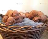 Венгерская выжла. - 4 Венгерская выжла. - VDALA.PRO - 4