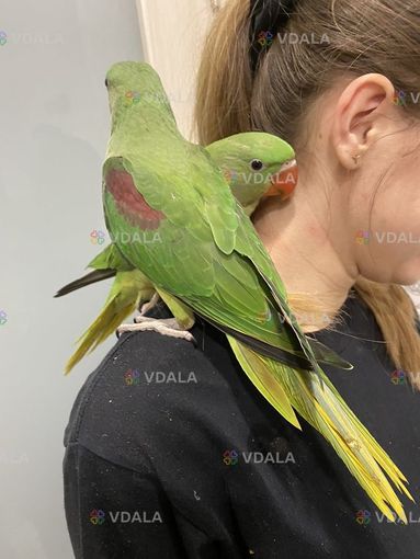 Молодая сформированная пара александрийских попугаев Молодая сформированная пара александрийских попугаев - VDALA.PRO