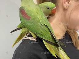 Молодая сформированная пара александрийских попугаев - VDALA.PRO