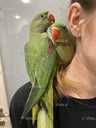Молодая сформированная пара александрийских попугаев - 2 Молодая сформированная пара александрийских попугаев - VDALA.PRO - 2
