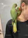 Молодая сформированная пара александрийских попугаев - 3 Молодая сформированная пара александрийских попугаев - VDALA.PRO - 3