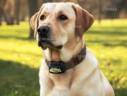 Led Ошейник RBPS0 - VDALA.PRO