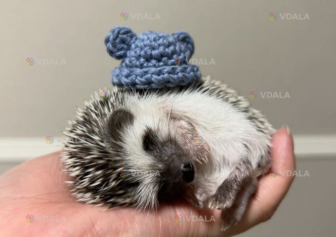 Африканський їжачок - VDALA.PRO