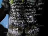 Жилет с рукавами(фонарик) чернобурка - VDALA.PRO - 1