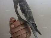 Совершенно ручные кореллы - VDALA.PRO - 1