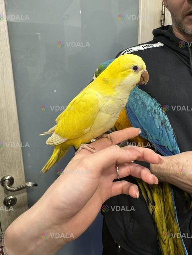 Попугай Калита - Монах (Квакер) выкормыш Попугай Калита - Монах (Квакер) выкормыш - VDALA.PRO