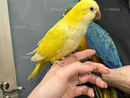 Попугай Калита - Монах (Квакер) выкормыш - VDALA.PRO