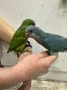 Попугай Калита - Монах (Квакер) выкормыш - 5 Попугай Калита - Монах (Квакер) выкормыш - VDALA.PRO - 5