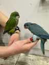 Попугай Калита - Монах (Квакер) выкормыш - 6 Попугай Калита - Монах (Квакер) выкормыш - VDALA.PRO - 6