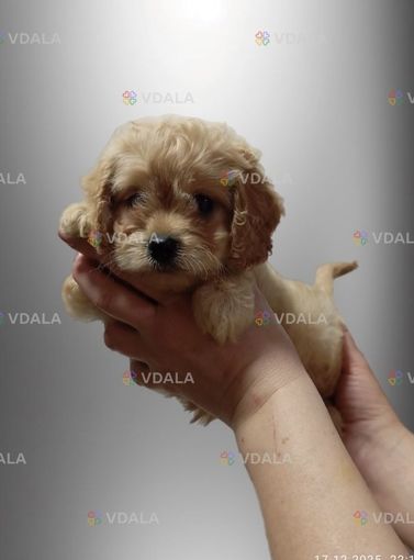 Красунчик лялькового розміру - VDALA.PRO