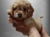 Красунчик лялькового розміру - VDALA.PRO - 1