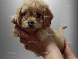 Красунчик лялькового розміру - VDALA.PRO