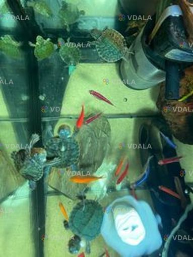 Красноухая черепаха - VDALA.PRO