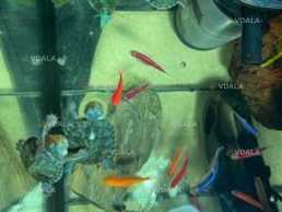 Красноухая черепаха - VDALA.PRO