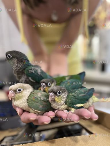 Пташенята піррура Пташенята піррура - VDALA.PRO