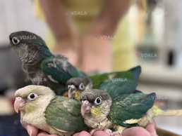 Пташенята піррура - VDALA.PRO