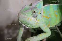 Йеменський хамелеон. Ручні рептилії - VDALA.PRO
