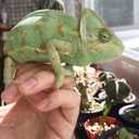 Йеменський хамелеон. Ручні рептилії - VDALA.PRO - 4