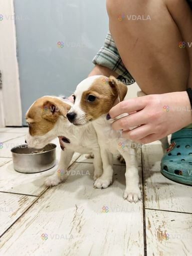 Джек-рассел-тер'єр неймовірної краси - VDALA.PRO