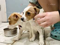 Джек-рассел-тер'єр неймовірної краси - VDALA.PRO