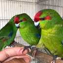 Папуга, який скаче. Тобто не москаль) - VDALA.PRO - 2