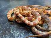 Маисовый полоз, или пятнистый лазающий полоз (лат. Pantherophis guttat - VDALA.PRO - 1