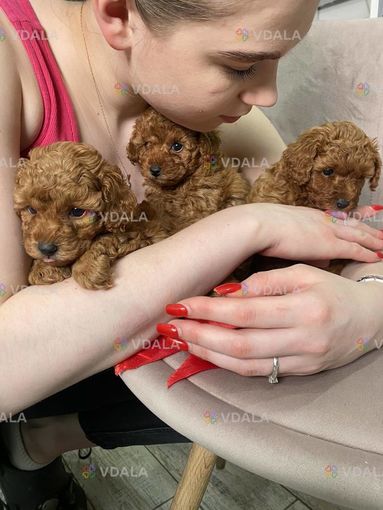 Щенки карликового пуделя - VDALA.PRO