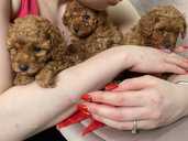 Щенки карликового пуделя - VDALA.PRO - 1