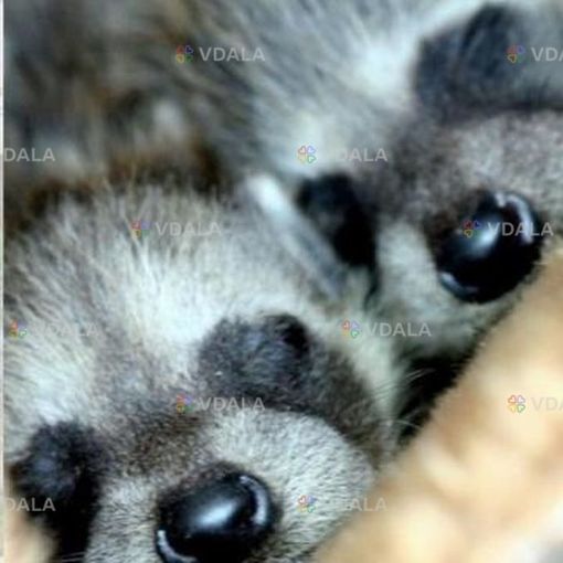 Щенки енота - полоскуна - VDALA.PRO