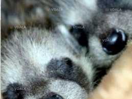 Щенки енота - полоскуна - VDALA.PRO