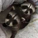 Щенки енота - полоскуна - VDALA.PRO - 2