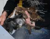 Щенки енота - полоскуна - VDALA.PRO - 3