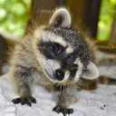 Щенки енота - полоскуна - VDALA.PRO - 4