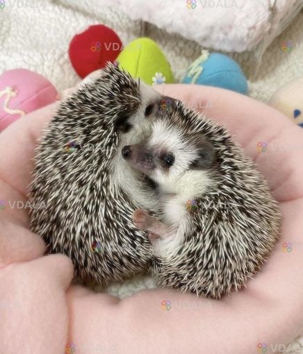 Карликовий африканський їжачок - VDALA.PRO