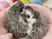 Карликовий африканський їжачок - VDALA.PRO - 1