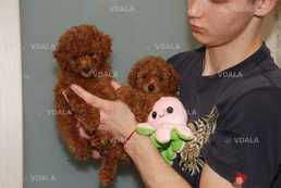 Мини пуделяшка мальчик - VDALA.PRO