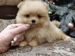 Міні дівчинка ведмедик - VDALA.PRO