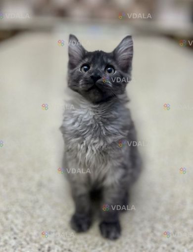 Метис шикарного окраса - VDALA.PRO