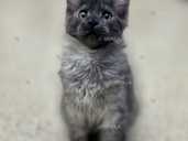 Метис шикарного окраса - VDALA.PRO - 1