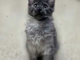 Метис шикарного окраса - VDALA.PRO