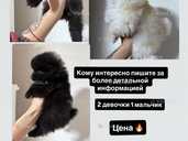 Продам щенков породы Шпиц - VDALA.PRO - 1