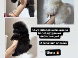 Продам щенков породы Шпиц - VDALA.PRO