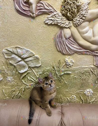 Кошенята золота шиншила | Шотландські кошенята - VDALA.PRO