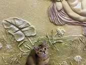 Кошенята золота шиншила | Шотландські кошенята - VDALA.PRO - 1