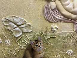 Кошенята золота шиншила | Шотландські кошенята - VDALA.PRO