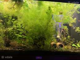Рослини в акваріум Рослини в акваріум - VDALA.PRO