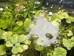 рослини в акваріум, пістія рослини в акваріум, пістія - VDALA.PRO