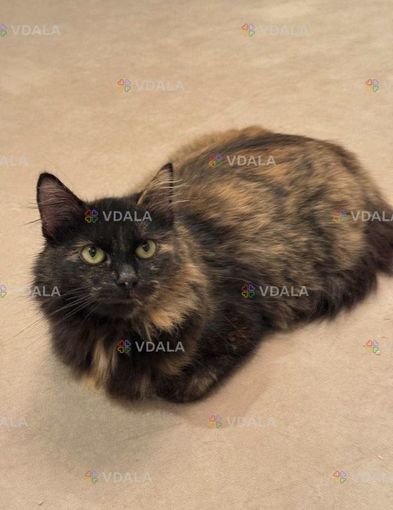 Добра, грайлива,ніжна молода киця Добра, грайлива,ніжна молода киця - VDALA.PRO