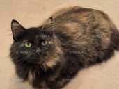 Добра, грайлива,ніжна молода киця - 1 Добра, грайлива,ніжна молода киця - VDALA.PRO - 1